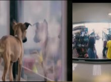 Pet store replaces animals rescues