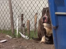Tormented Pit Bull