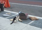 cat abandoned on the street