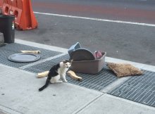 cat abandoned on the street