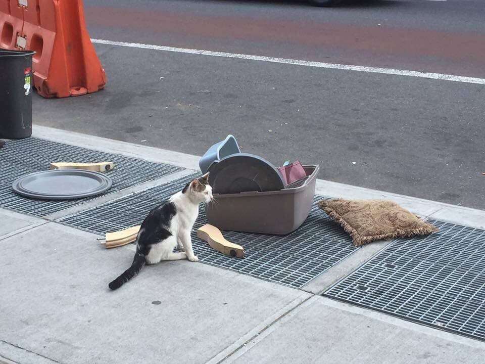 cat abandoned on the street