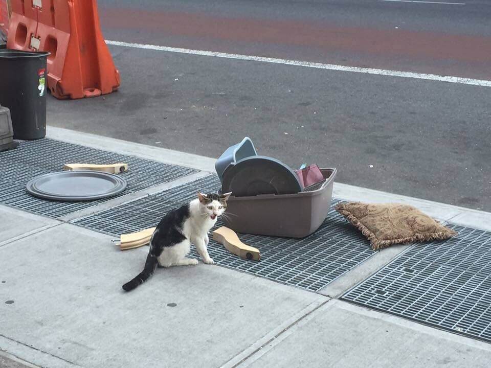 cat abandoned on the street