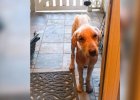 rescue dog was mistreated