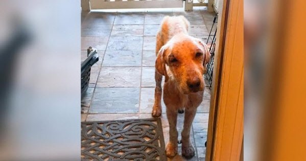 rescue dog was mistreated