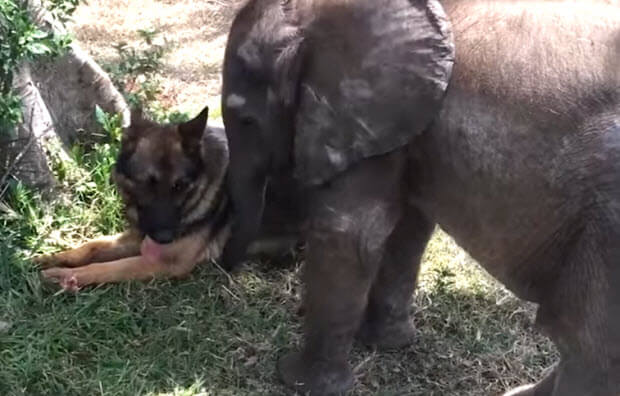 dog-elephant-friends-2