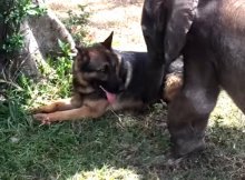 dog and elephant best friends