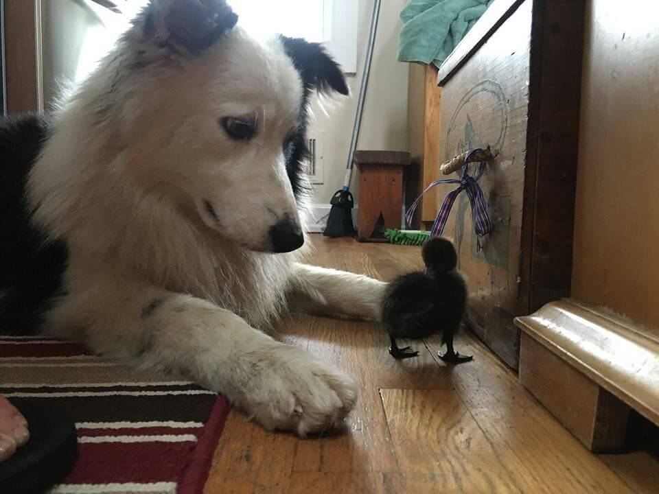 dog takes care of tiny duck