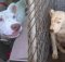 dog wakes up rescuer