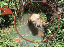 puppy stuck in septic tank