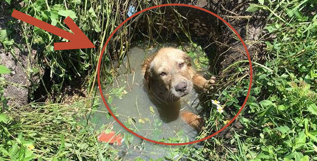 puppy stuck in septic tank