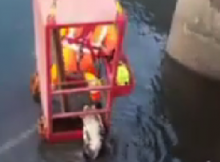 dog crane rescue