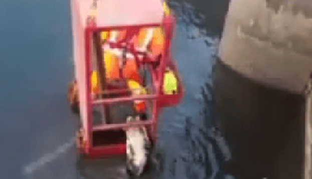 dog crane rescue