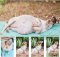 pregnant dog photos