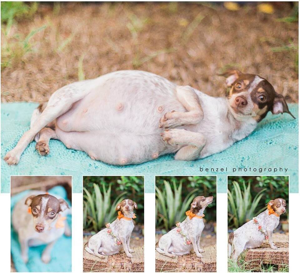 pregnant dog photos