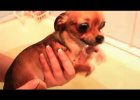dog bath time