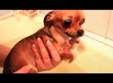 dog bath time