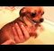dog bath time