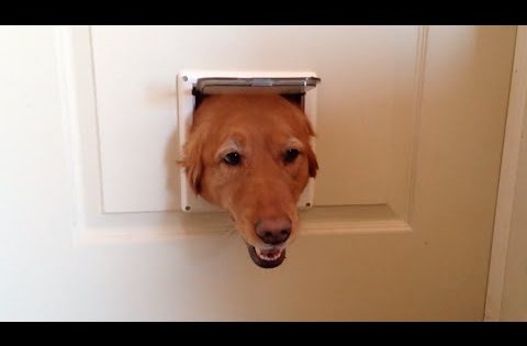 dog stuck