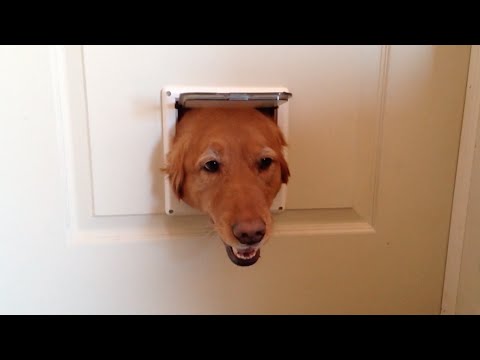 dog stuck