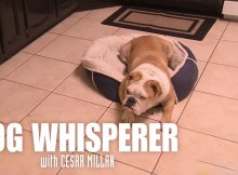 cesar millan buldog video