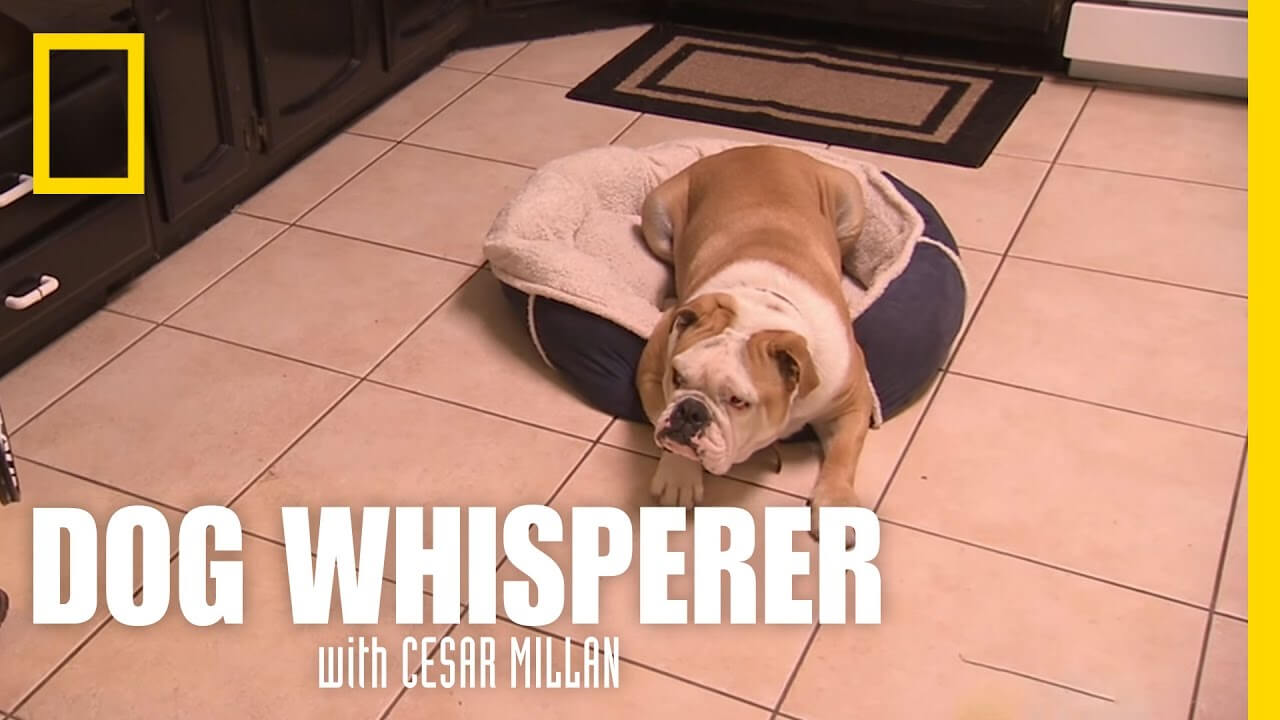 cesar millan buldog video