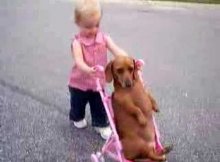 dog stroller girl