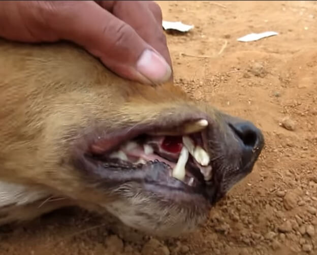 Dog With A Fractured Jaw And Broken Teeth Finds A Reason To Smile Again