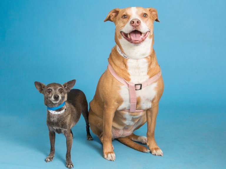 Bonded Pair Dogs Waited 130 Days To Find A Furever Home! Read The