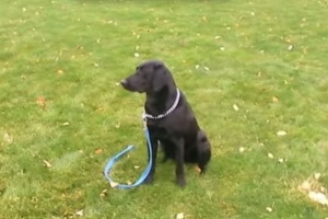training labrador retriever dog
