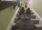 GoPro Camera On Dog