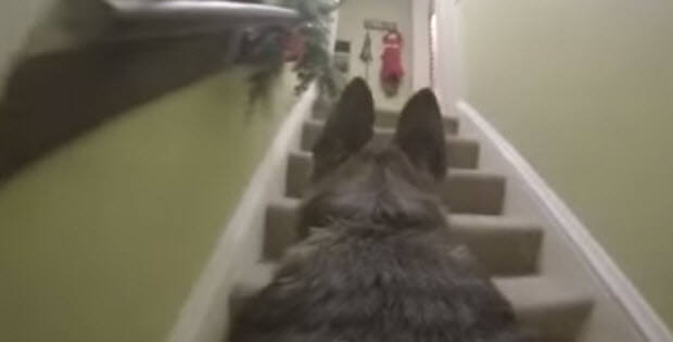 GoPro Camera On Dog