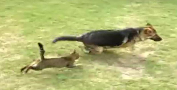 cat chases dog