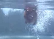 dachshound diving