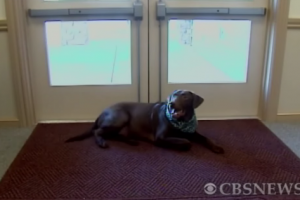 dog at funeral home