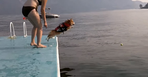 dog-flops-on-water-2