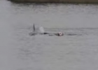 dog not afraid of sharks swims with dolphins