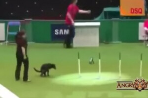 dog poos during competition