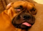 funny sleeping dogs
