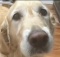 Service Dog Saves Blind Owner