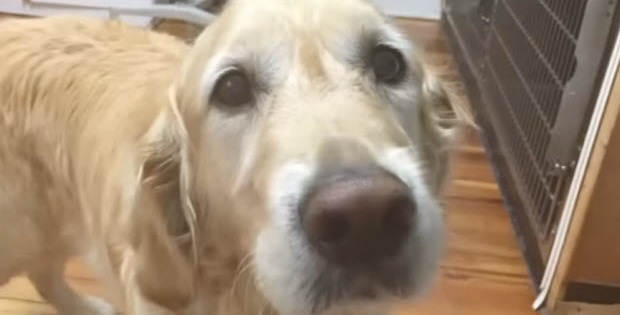 Service Dog Saves Blind Owner