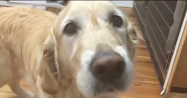 Service Dog Saves Blind Owner