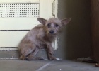 rescued dog