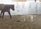 horses are dogs best friends
