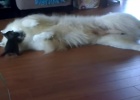 kitten and dog samoyed playing