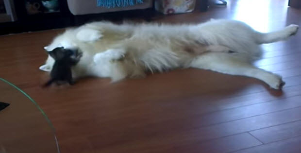 kitten and dog samoyed playing