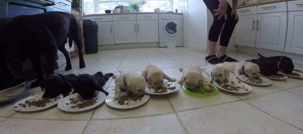 labrador-puppies-first-real-food-3