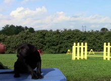 labrador puppy training