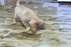 playful golden retriever pup