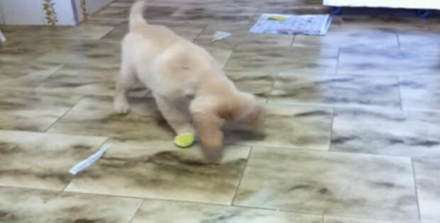 playful golden retriever pup
