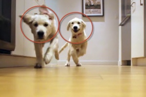 labrador puppies are running for dinner